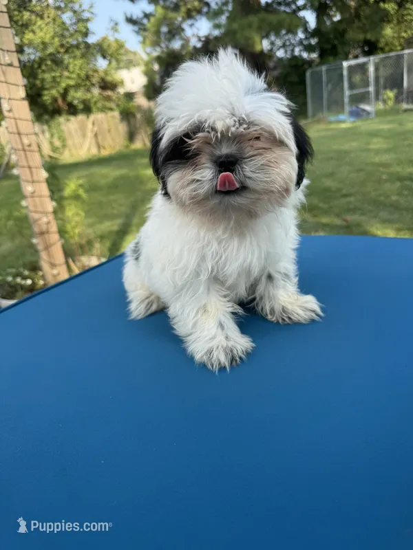Tiny & Bina – Shih Tzu puppy for sale in Virginia Beach, VA