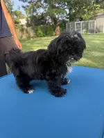 Tiny & Bina, a female Shih Tzu for sale in Virginia Beach, VA – 4 of 6