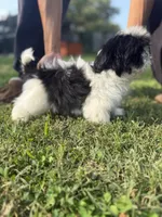 Willow, a male Shih Tzu for sale in Virginia Beach, VA – 2 of 3
