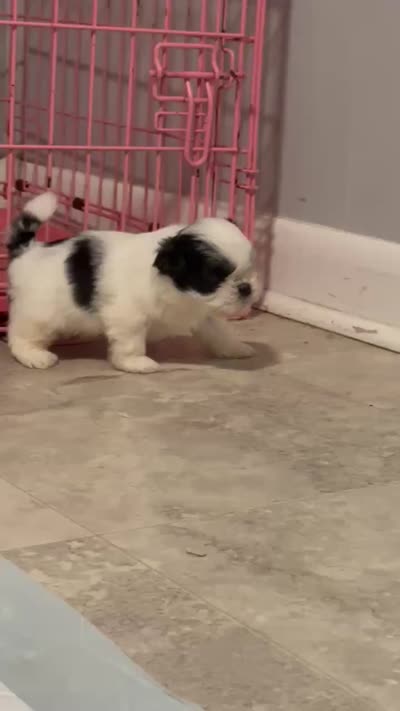 boy1 , a male Shih Tzu for sale in Virginia Beach, VA – 2 of 3
