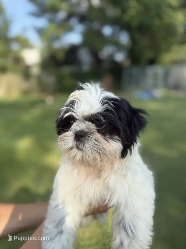chucky – Shih Tzu puppy for sale in Virginia Beach, VA