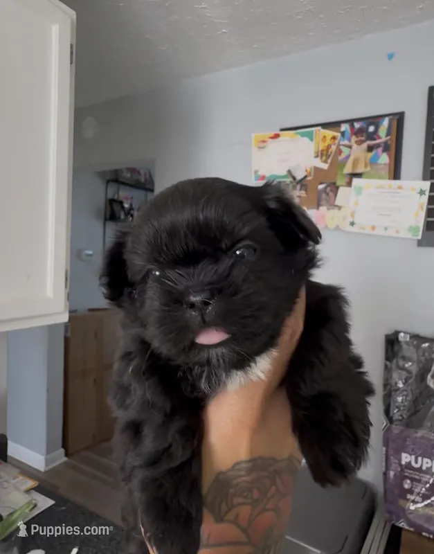 girlie 1 – Shih Tzu puppy for sale in Virginia Beach, VA