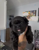 girlie 1, a female Shih Tzu for sale in Virginia Beach, VA – 1 of 2