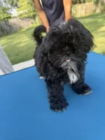Tiny & Bina, a female Shih Tzu for sale in Virginia Beach, VA – 6 of 6