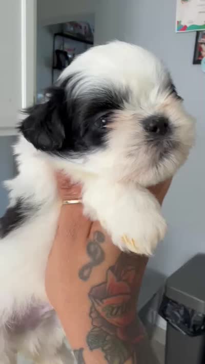 boy1 , a male Shih Tzu for sale in Virginia Beach, VA – 3 of 3