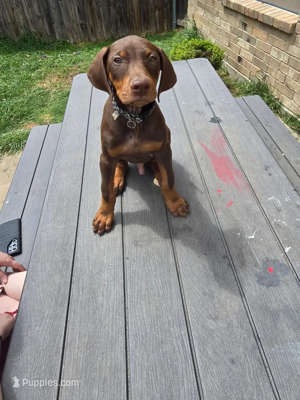 Kinger (Runt) – Doberman Pinscher puppy for sale in Fort Worth, TX
