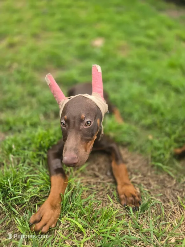 Boots – Doberman Pinscher puppy for sale in Fort Worth, TX
