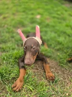 Boots, a male Doberman Pinscher for sale in Fort Worth, TX – 1 of 2