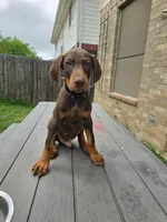 Boots, a male Doberman Pinscher for sale in Fort Worth, TX – 2 of 2