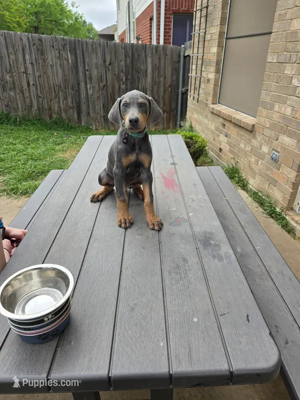 Pooka – Doberman Pinscher puppy for sale in Fort Worth, TX