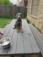Pooka, a male Doberman Pinscher for sale in Fort Worth, TX – 1 of 1