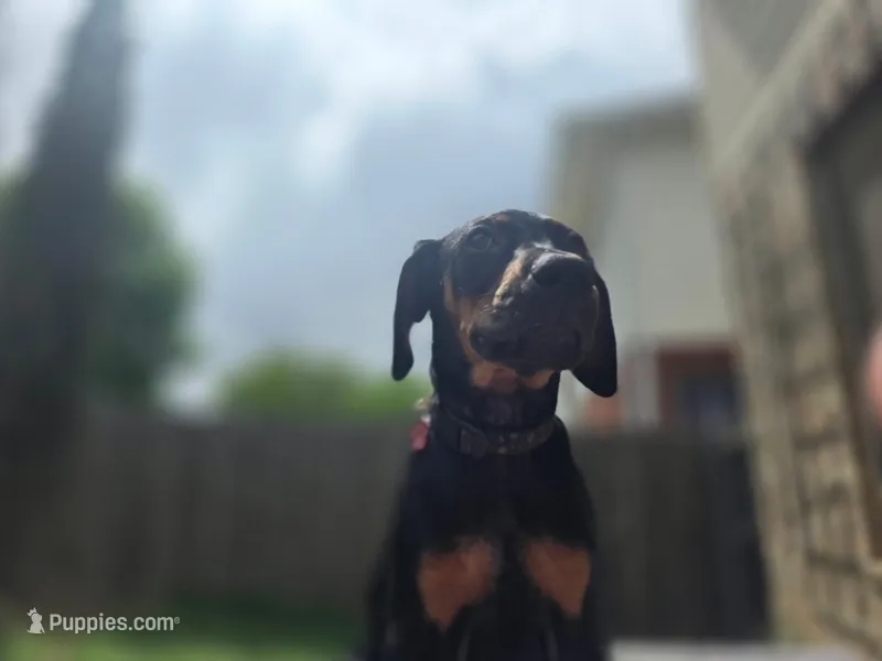 Luna – Doberman Pinscher puppy for sale in Fort Worth, TX