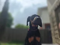 Luna, a female Doberman Pinscher for sale in Fort Worth, TX – 2 of 3