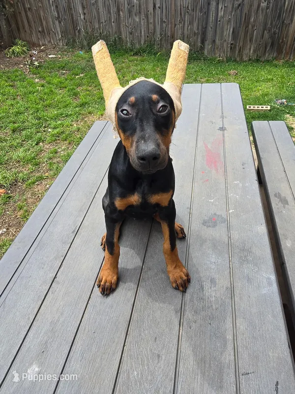 Luna – Doberman Pinscher puppy for sale in Fort Worth, TX