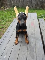 Luna, a female Doberman Pinscher for sale in Fort Worth, TX – 1 of 3