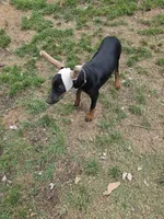 Luna, a female Doberman Pinscher for sale in Fort Worth, TX – 3 of 3