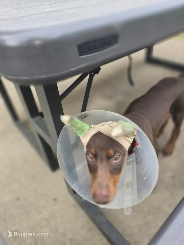 Scarlett – Doberman Pinscher puppy for sale in Fort Worth, TX