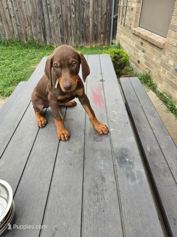 Scarlett – Doberman Pinscher puppy for sale in Fort Worth, TX