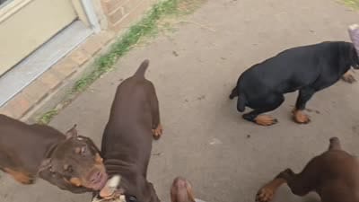 Ace, a male Doberman Pinscher for sale in Fort Worth, TX – 4 of 4