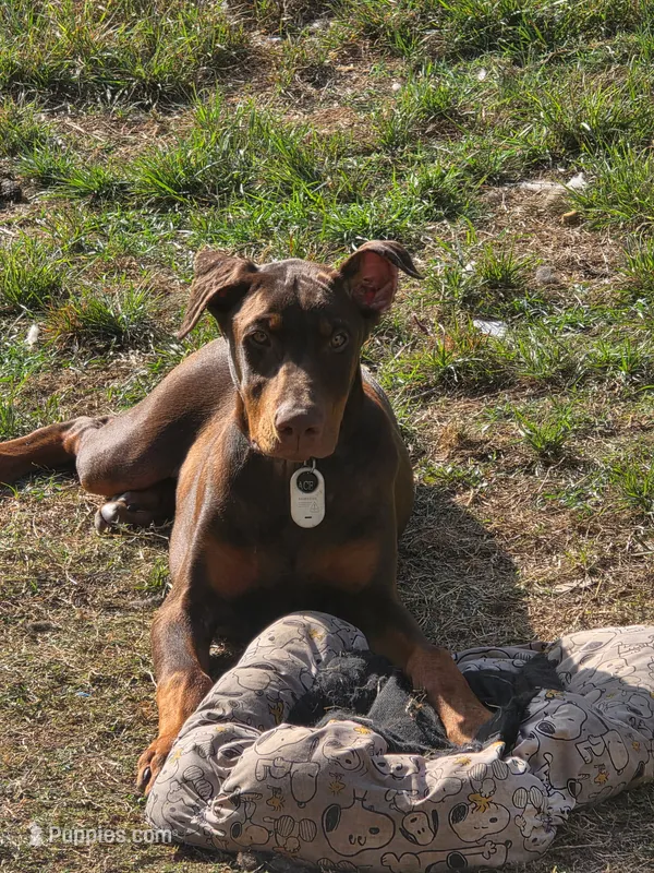 Ace – Doberman Pinscher puppy for sale in Fort Worth, TX