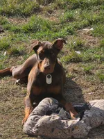 Ace, a male Doberman Pinscher for sale in Fort Worth, TX – 1 of 5