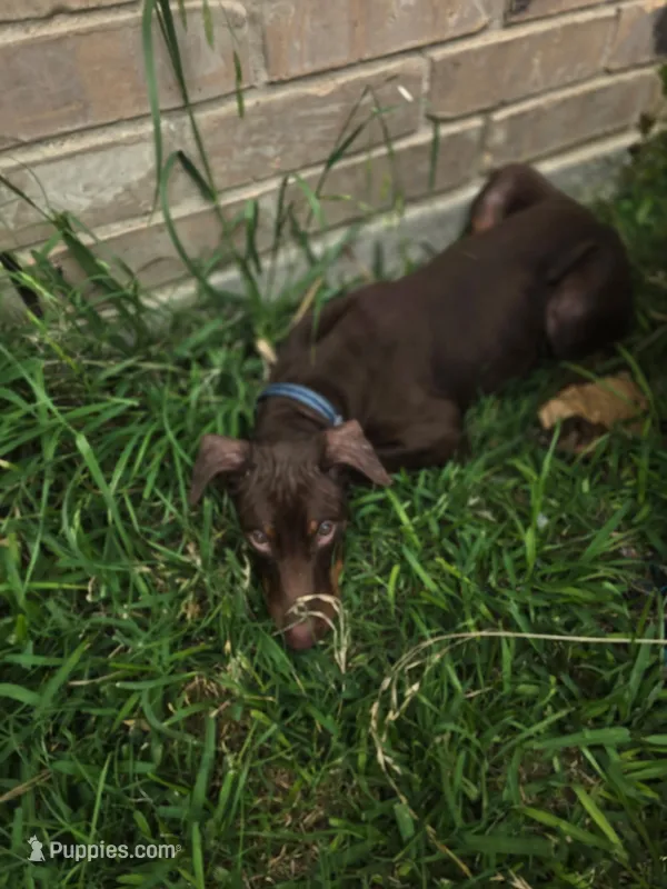 Hank – Doberman Pinscher puppy for sale in Fort Worth, TX