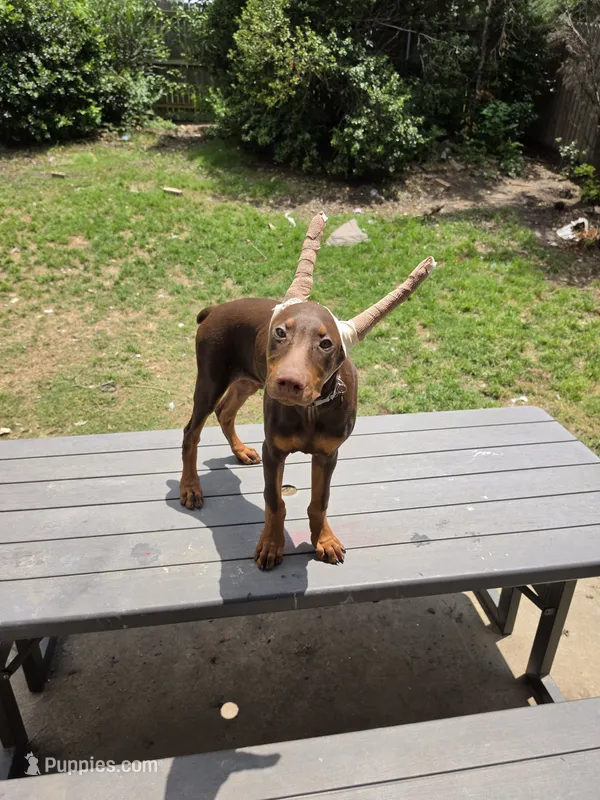 Kinger (Runt) – Doberman Pinscher puppy for sale in Fort Worth, TX