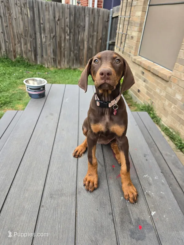 Jacquline – Doberman Pinscher puppy for sale in Fort Worth, TX