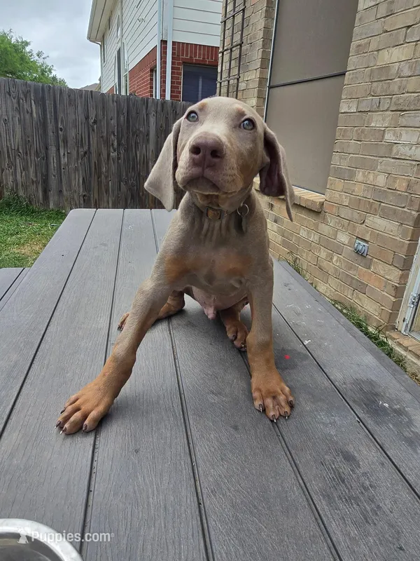Scout – Doberman Pinscher puppy for sale in Fort Worth, TX
