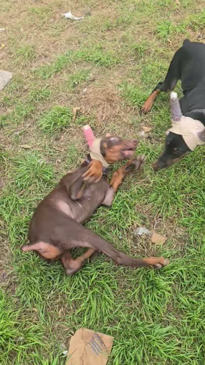Ace, a male Doberman Pinscher for sale in Fort Worth, TX – 3 of 4
