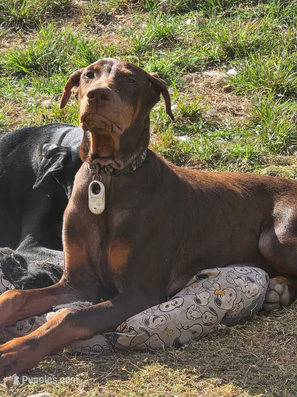 Kinger (Runt) – Doberman Pinscher puppy for sale in Fort Worth, TX