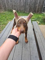 Ace, a male Doberman Pinscher for sale in Fort Worth, TX – 1 of 4