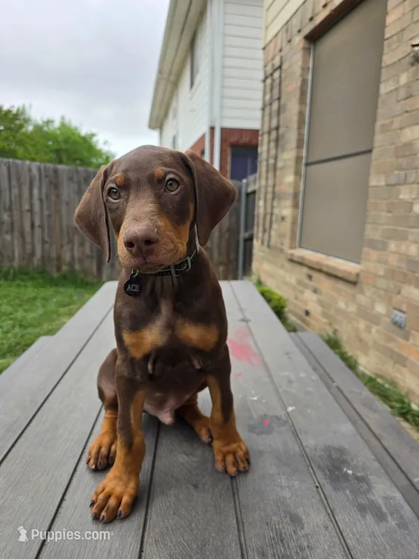 Ace – Doberman Pinscher puppy for sale in Fort Worth, TX