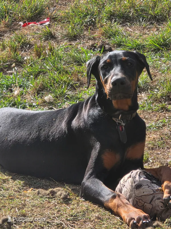 Luna – Doberman Pinscher puppy for sale in Fort Worth, TX