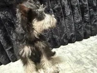 Sas , a female Miniature Schnauzer for sale in Matthews, NC – 2 of 3