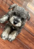 Lily, a female Miniature Schnauzer for sale in Matthews, NC – 2 of 2