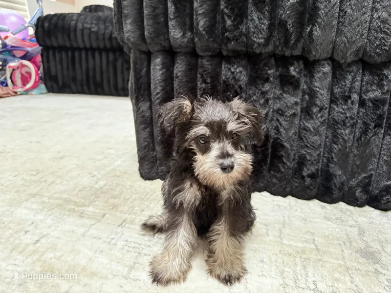Sas  – Miniature Schnauzer puppy for sale in Matthews, NC