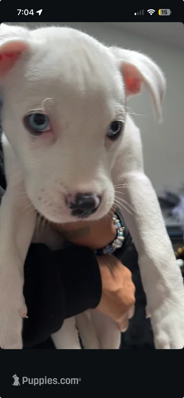 Beam – American Staffordshire Terrier puppy for sale in Matthews, NC
