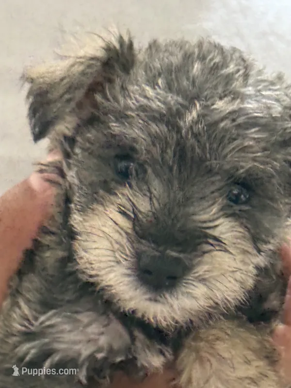 Lily – Miniature Schnauzer puppy for sale in Matthews, NC