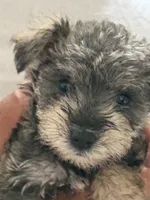 Lily, a female Miniature Schnauzer for sale in Matthews, NC – 1 of 2