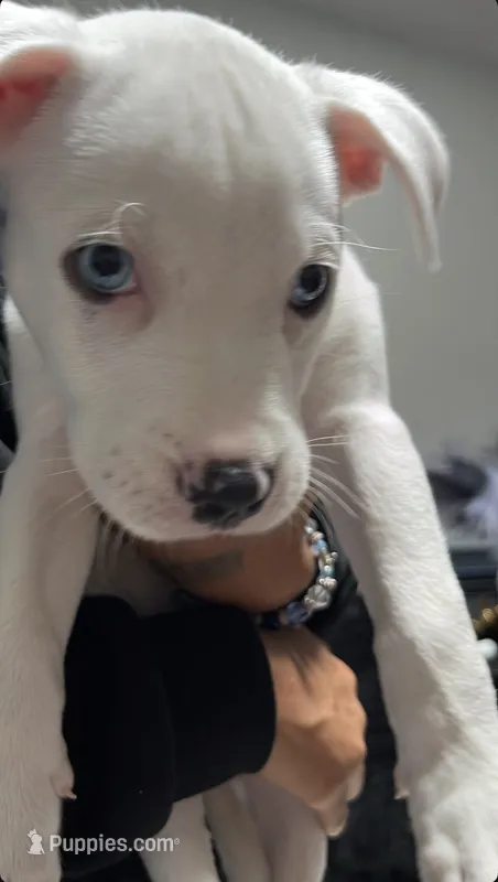 Beam – American Staffordshire Terrier puppy for sale in Matthews, NC