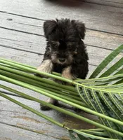 Sas , a female Miniature Schnauzer for sale in Matthews, NC – 3 of 3
