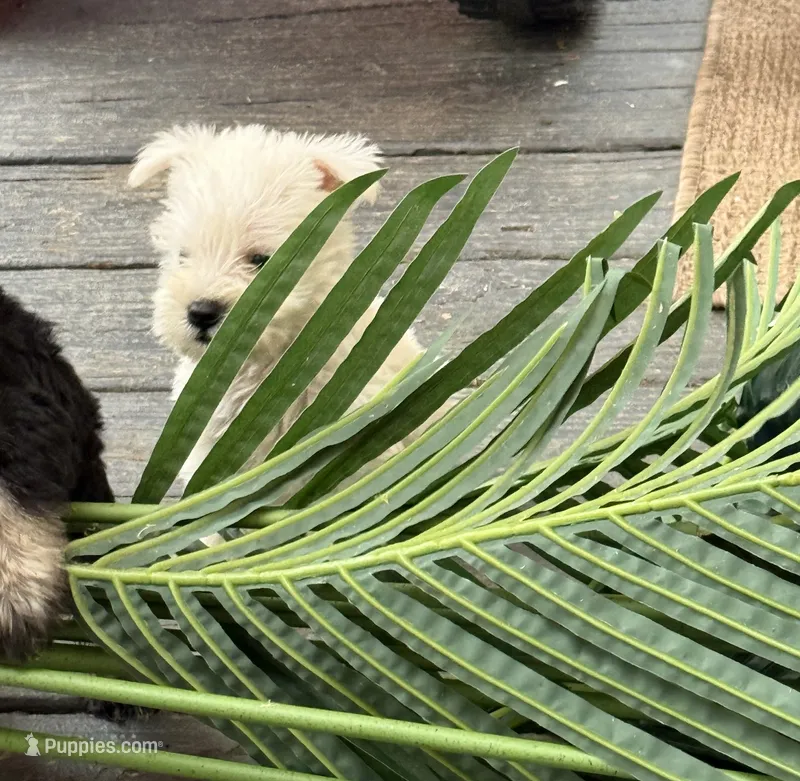 Richie – Miniature Schnauzer puppy for sale in Matthews, NC