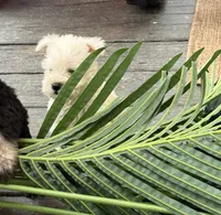 Richie, a male Miniature Schnauzer for sale in Matthews, NC – 1 of 1