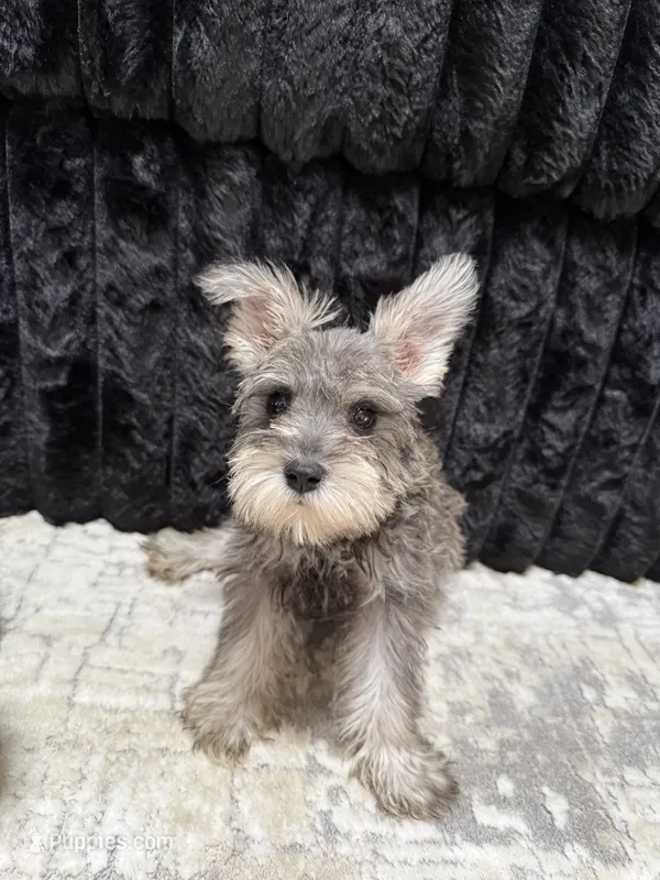 Lily – Miniature Schnauzer puppy for sale in Matthews, NC