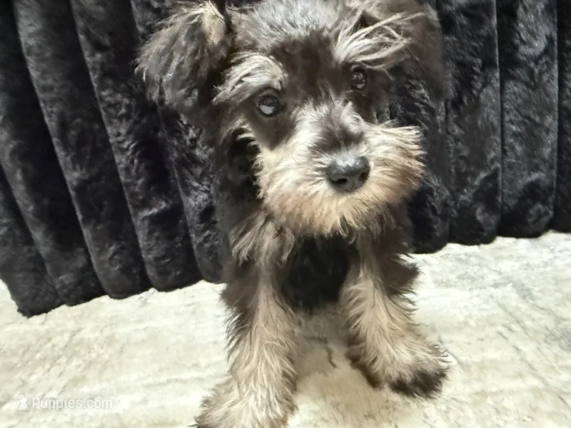 Sas  – Miniature Schnauzer puppy for sale in Matthews, NC