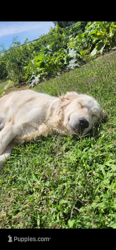 Snowy – English Cream Golden Retriever puppy for sale in Antelope, CA