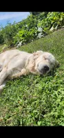 Snowy, a female English Cream Golden Retriever for sale in Antelope, CA – 1 of 3