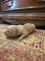 Athena, a female Golden Retriever for sale in Elverta, CA – 4 of 4