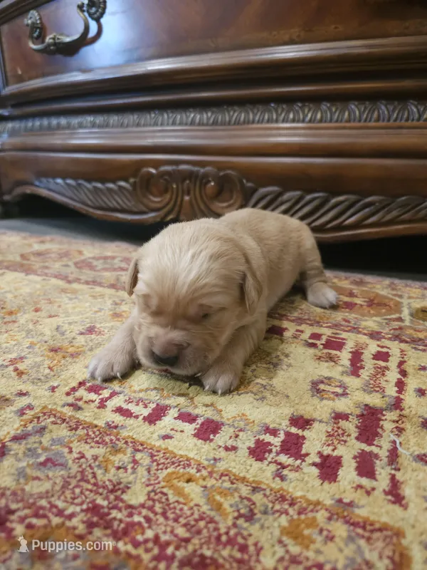 Athena – Golden Retriever puppy for sale in Elverta, CA